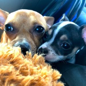 Meet your Posher, Kandis